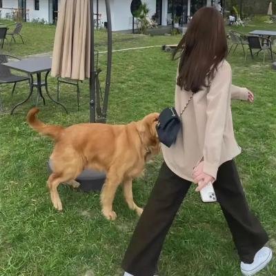波尔卡的猪
